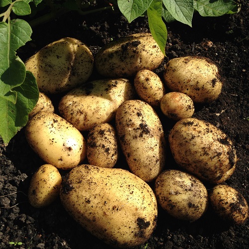 Vivaldi Potato Seed